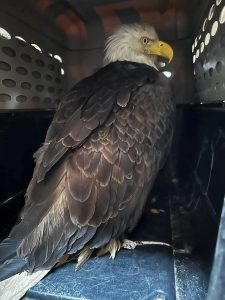 Team Captures Injured Eagle at LNG Canada Project Site - JGC