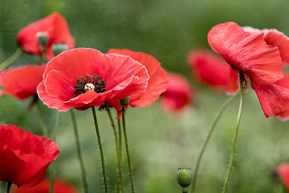 Remembrance Day in Canada – Electrical Workers Local 993