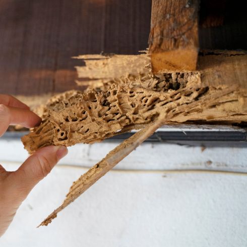 House interior with signs of termite damage